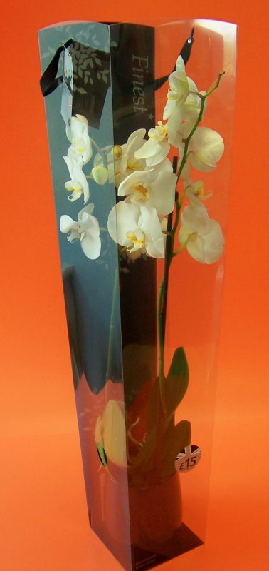 pastel yellow double orchid in printed acetate box