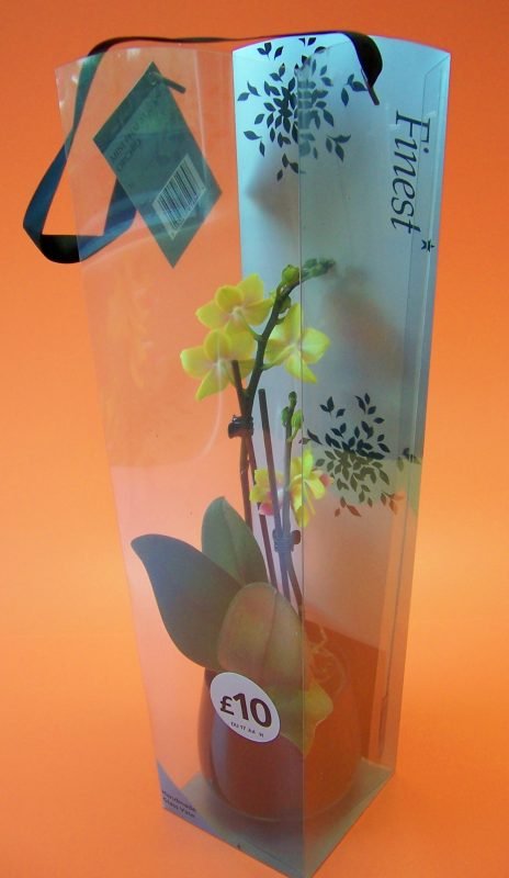 small yellow orchid in printed acetate gift box