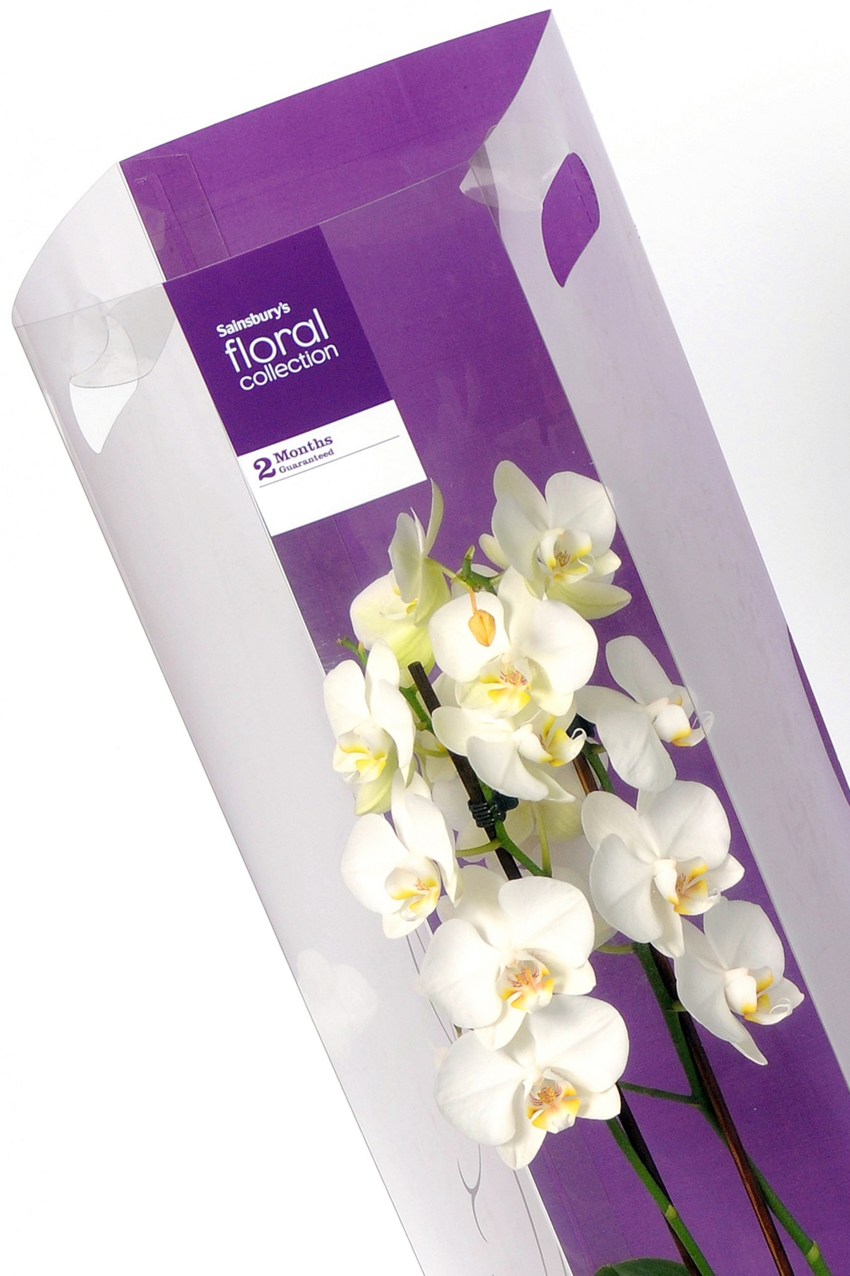 plastic packaging for white orchids