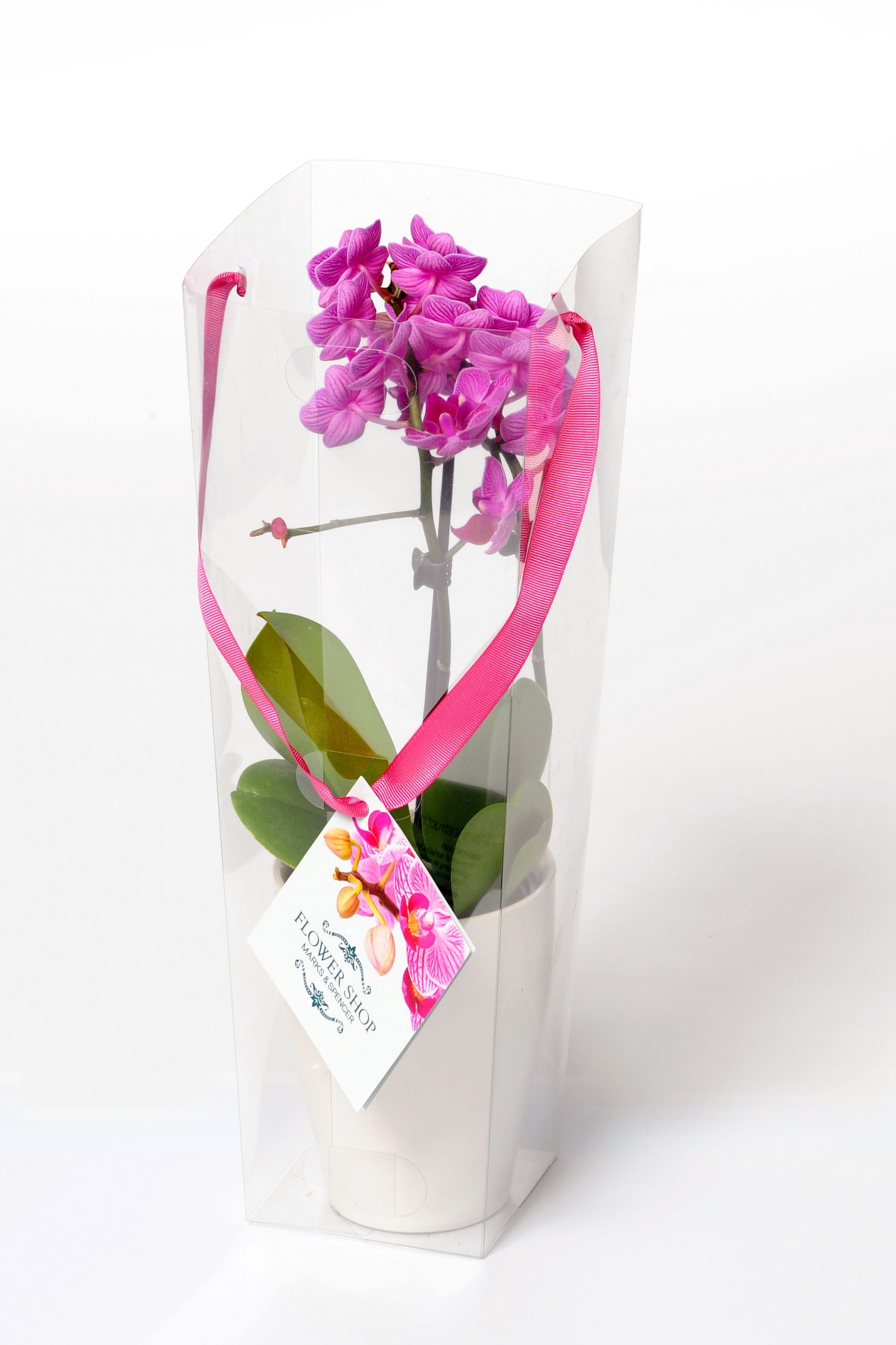 plastic packaging box for flowers