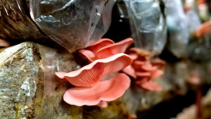 plastic eating fungi